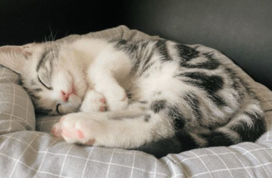 猫黄曲霉素中毒症状