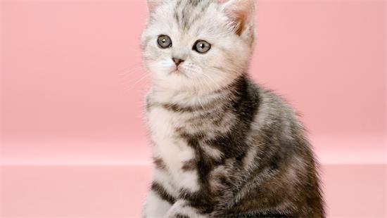 猫黑下巴怎么办 猫黑下巴可以自愈吗?