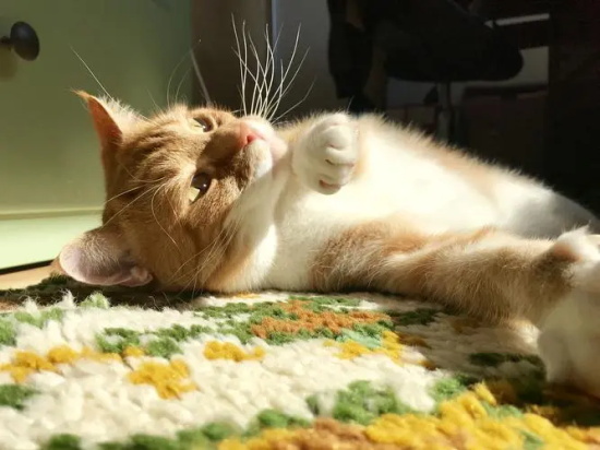猫鼻头干燥原因 猫鼻头干燥如何解决