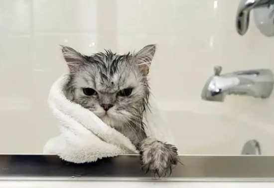 猫鼻支和感冒的区别 你知道吗