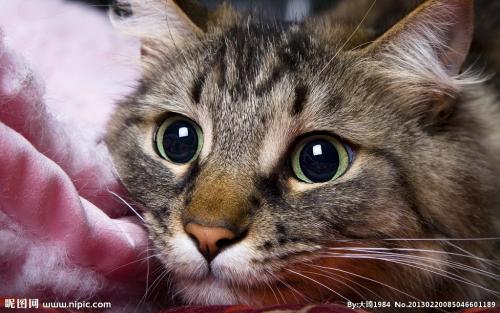 猫鼻支和猫感冒怎么区分 二者区分技巧