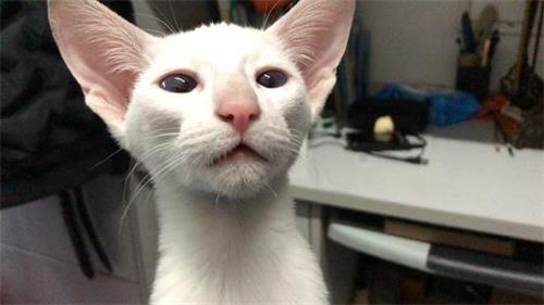 猫鼻支怎么造成的
