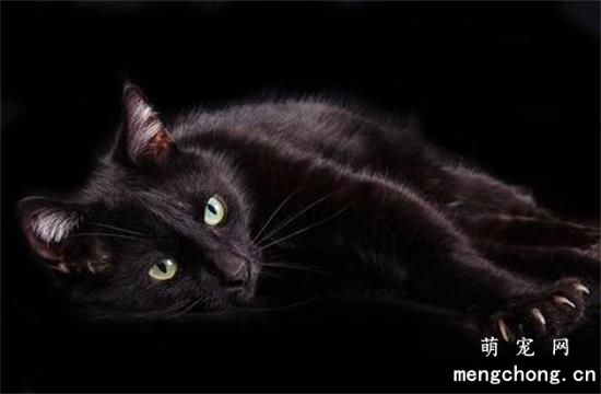 玄猫和黑猫区别