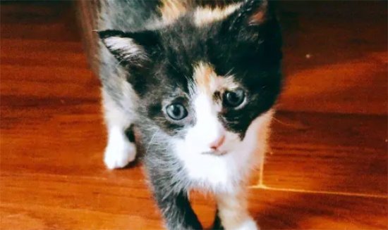 玳瑁猫拉稀一直不好怎么办?