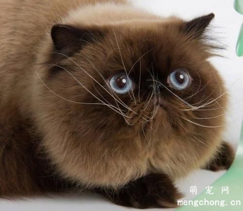 甲醛对猫咪有影响吗