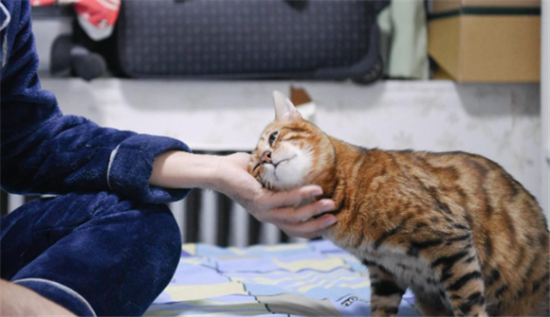 男不养猫的原因