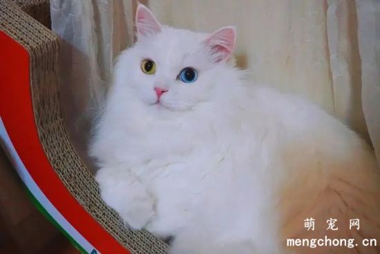 男生适合养什么猫？