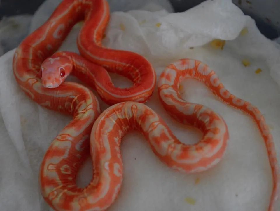 白化红无鳞玉米蛇选育全解析!(图6) 白化红无鳞玉米蛇选育全解析!(图6)
