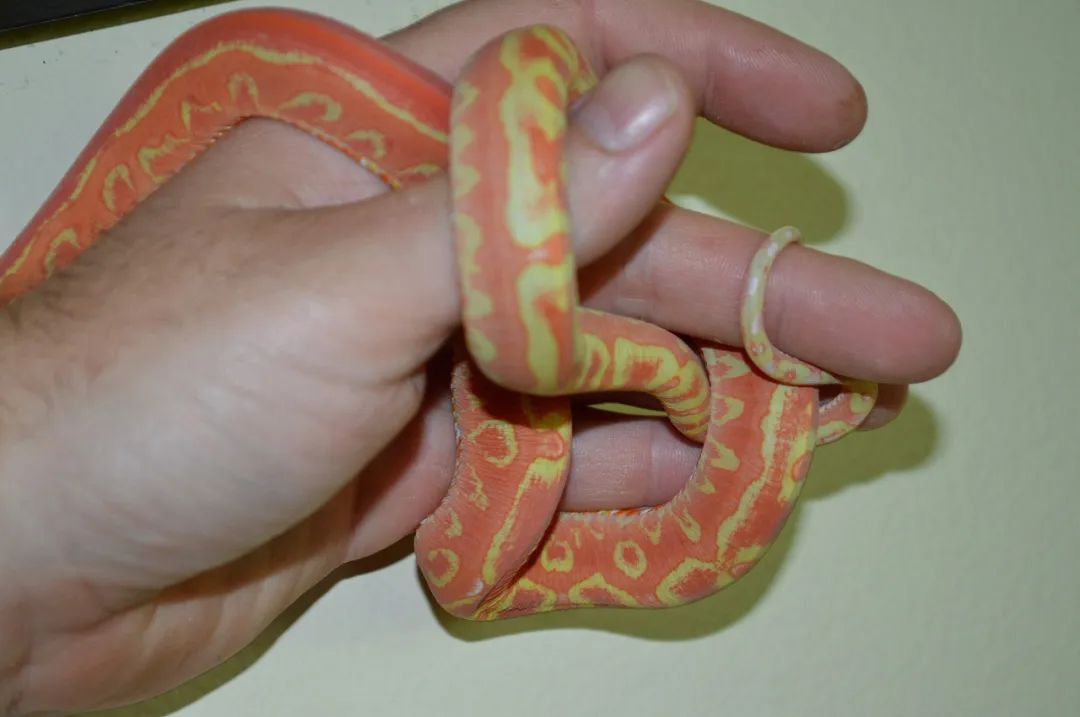 白化红无鳞玉米蛇选育全解析!(图10) 白化红无鳞玉米蛇选育全解析!(图10)