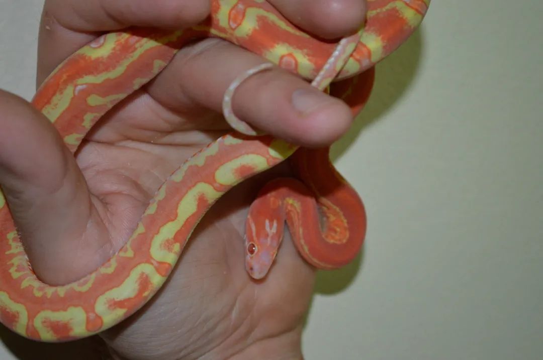 白化红无鳞玉米蛇选育全解析!(图14) 白化红无鳞玉米蛇选育全解析!(图14)