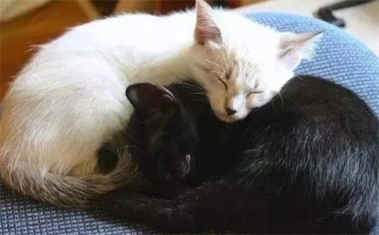 白猫为什么会生出黑猫