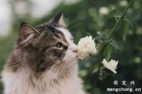 百合的气味对猫有影响吗