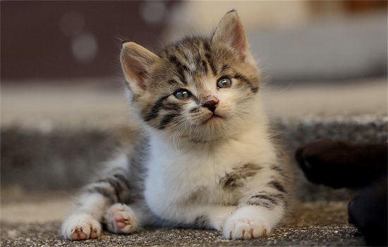 益生菌可以解决猫咪的便秘问题吗？