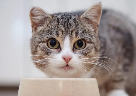 盘点喂食猫咪的4大误区