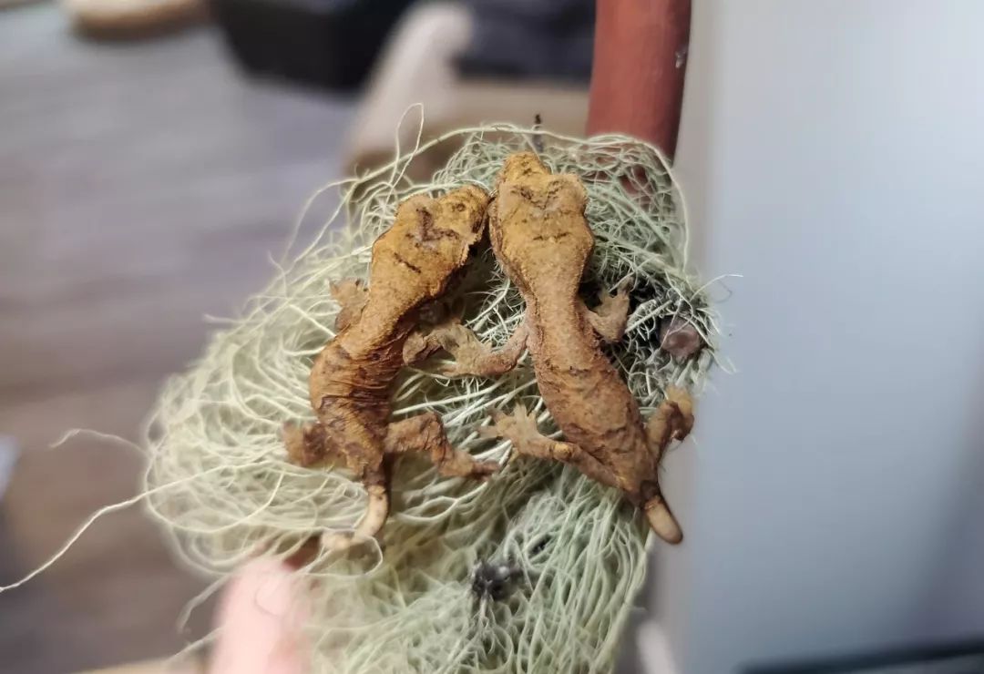 睫角守宫和魔物守宫的杂交双胞胎,看上去真的好可爱!(图2) 睫角守宫和魔物守宫的杂交双胞胎,看上去真的好可爱!(图2)