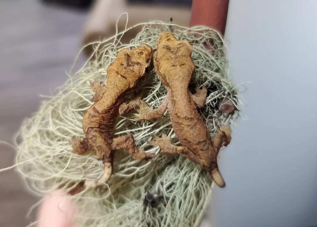 睫角守宫和魔物守宫的杂交双胞胎,看上去真的好可爱!(图3) 睫角守宫和魔物守宫的杂交双胞胎,看上去真的好可爱!(图3)