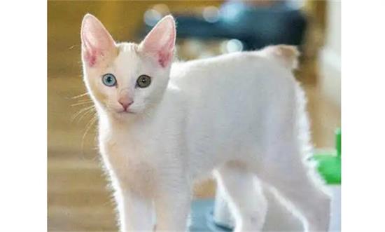 短尾猫是招财还是破财