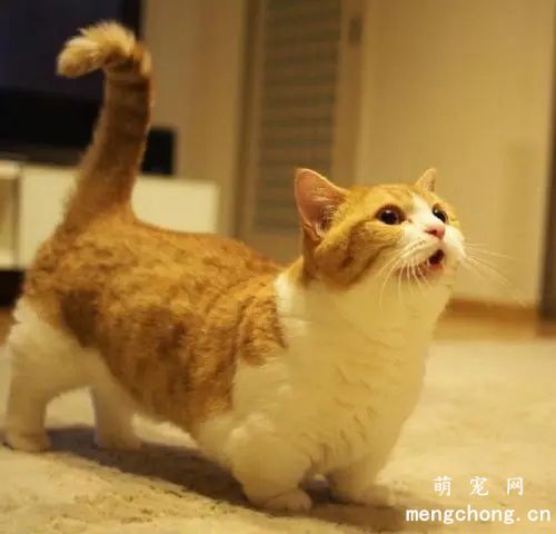 短腿橘猫是什么品种
