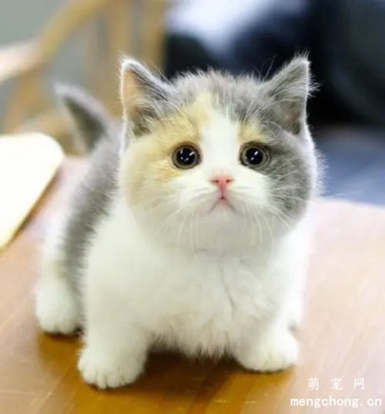 矮脚猫的腿为什么这么短?