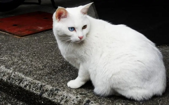 第一次养猫可能遇到的三个常见问题