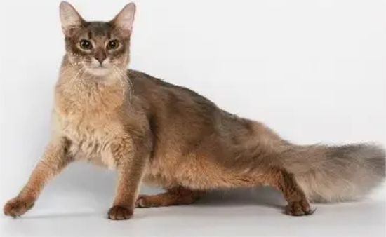 索马里猫吃什么食物比较好