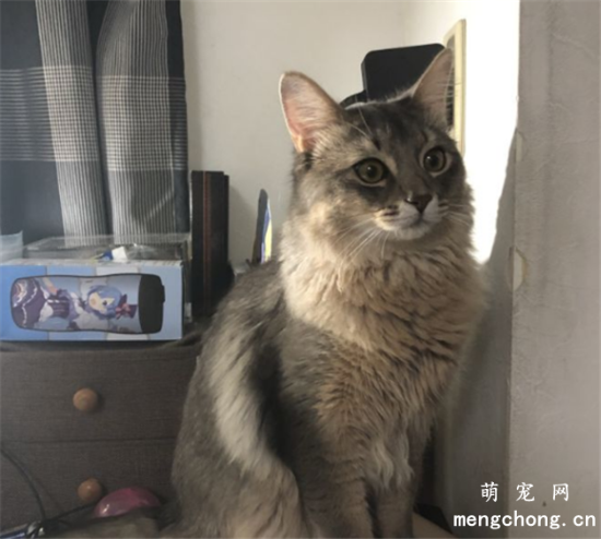 索马里猫有什么缺点
