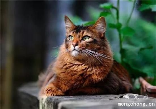 索马里猫能长多大
