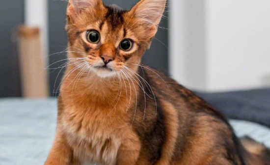 索马里猫的食物禁忌