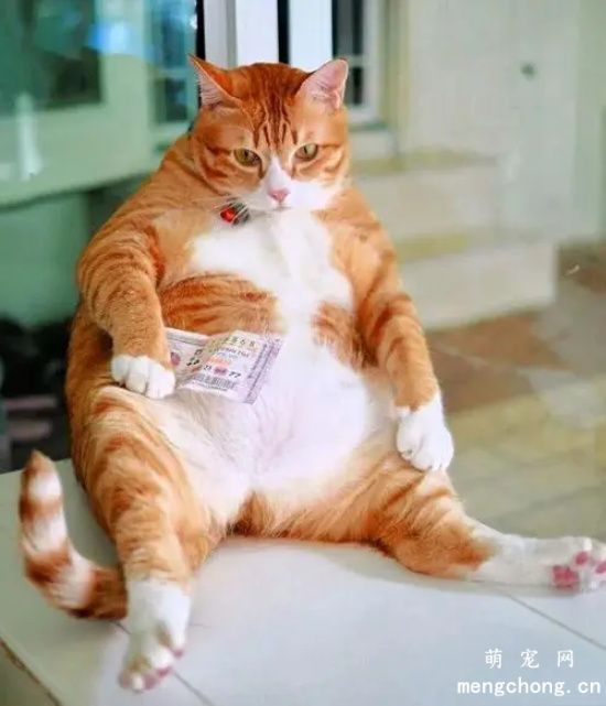 纯种橘猫为什么这么胖？