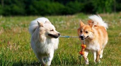 纯种牧羊犬怎么训练(图1)