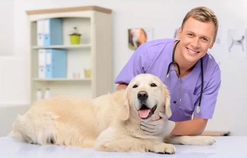 细小能治好吗,犬细小病毒症能否痊愈?(图1) 细小能治好吗,犬细小病毒症能否痊愈?