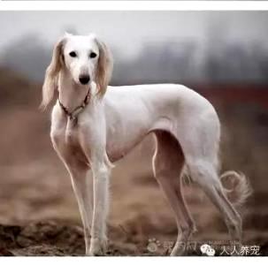 细犬和灵缇有什么区别？仔细辨别一下(图1)
