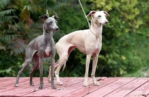 细犬和灵缇有什么区别？仔细辨别一下(图2)
