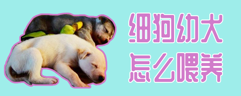 细狗幼犬怎样豢养