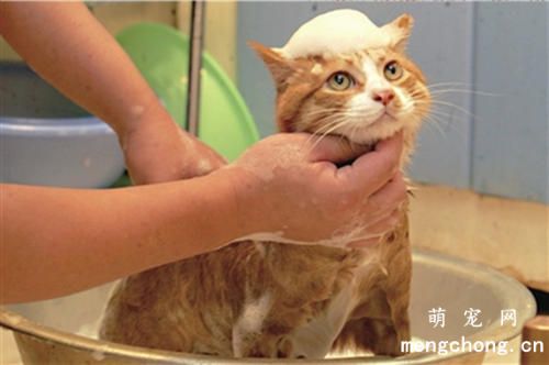 给宠物猫洗澡怎么选择沐浴露呢？