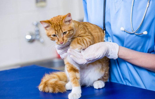 给母猫做绝育手术 给猫做绝育手术的好处(图1) 给母猫做绝育手术 给猫做绝育手术的好处