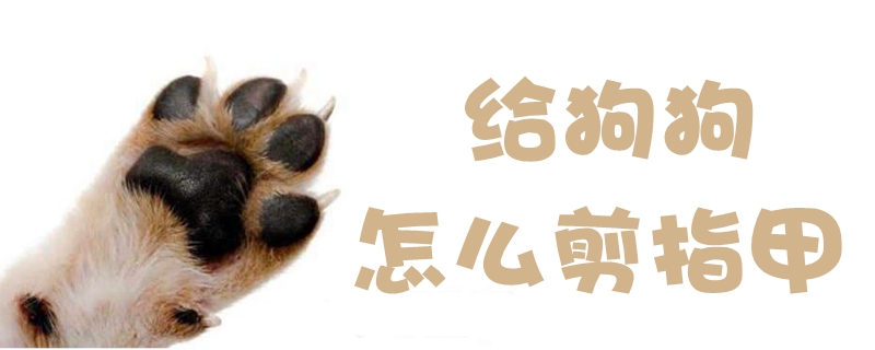给狗狗怎样剪指甲
