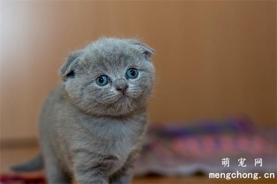 给猫吃什么才能改善掉毛