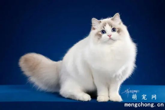 给猫咪剪指甲剪出血了怎么办