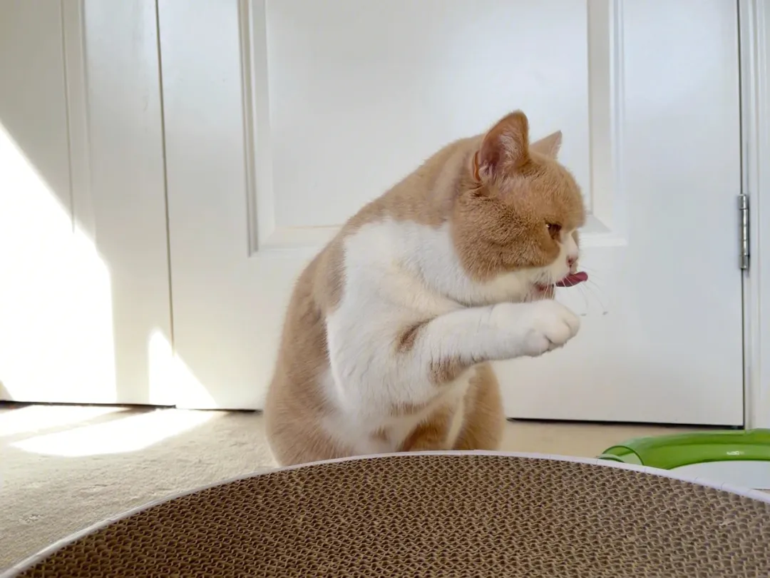 给猫咪喂药的技巧