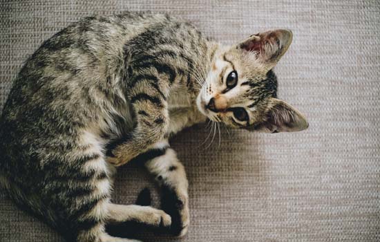 给猫咪打疫苗有哪些要点?