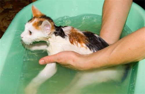 给猫咪洗澡注意什么？