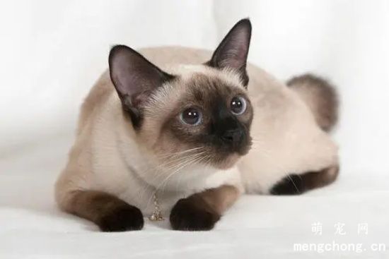 给猫咪清理眼睛的具体方法与步骤