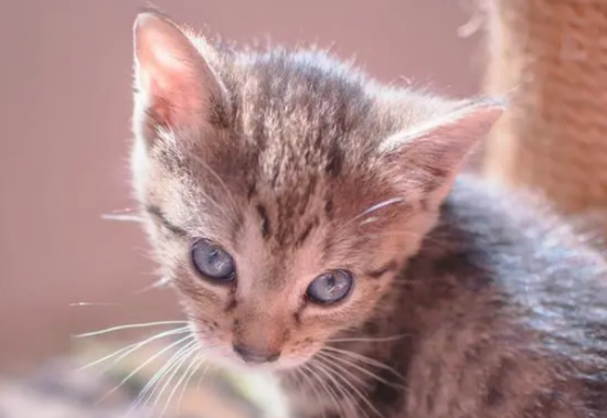 给猫绝育猫会恨主人吗