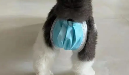 绝育后放归的猫结局怎么样