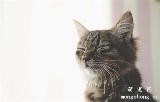 绣球花对猫有什么伤害