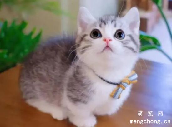 维生素A对宠物猫的作用？猫咪维生素A缺乏怎么办