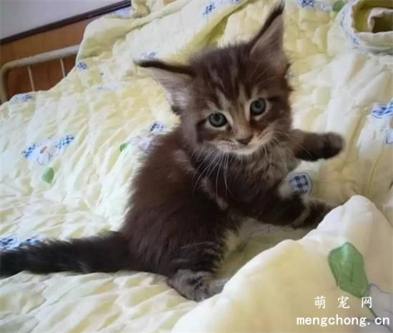 缅因猫会发腮吗
