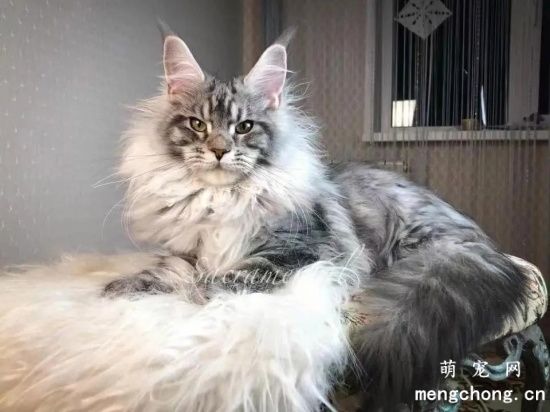 缅因猫喂食饲养注意要点