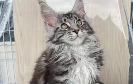 缅因猫性格如何？
